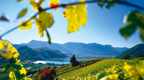 Vigneti con vista su un lago alpino e montagne sullo sfondo